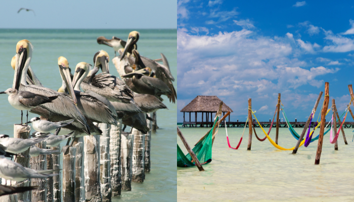 Ile d'Holbox